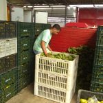 Entrega dos produtos do PAA na AGROFLOR