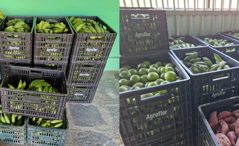 Agroflor destina 66,5 toneladas de alimentos ao Programa de Aquisição de Alimentos (PAA) no ciclo 2023/2024.